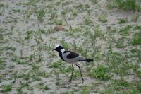 Tiere im Etosha Nationalpark (64)