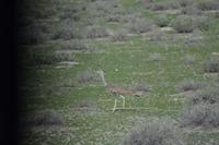 Tiere im Etosha Nationalpark (65)