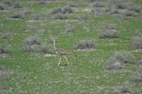 Tiere im Etosha Nationalpark (66)