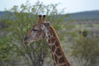 Tiere im Etosha Nationalpark (67)