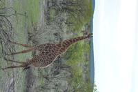 Tiere im Etosha Nationalpark (68)