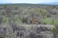 Tiere im Etosha Nationalpark (69)