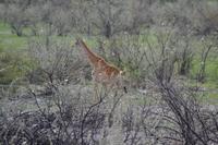Tiere im Etosha Nationalpark (70)
