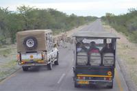 Tiere im Etosha Nationalpark (71)