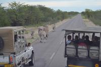 Tiere im Etosha Nationalpark (72)