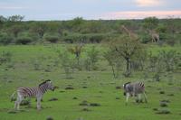Tiere im Etosha Nationalpark (74)