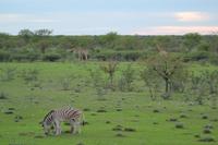 Tiere im Etosha Nationalpark (75)