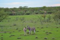Tiere im Etosha Nationalpark (76)