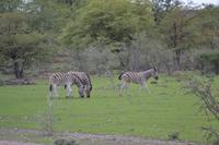 Tiere im Etosha Nationalpark (77)