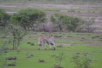 Tiere im Etosha Nationalpark (78)