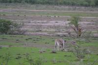 Tiere im Etosha Nationalpark (80)