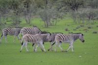 Tiere im Etosha Nationalpark (81)