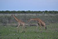 Tiere im Etosha Nationalpark (82)