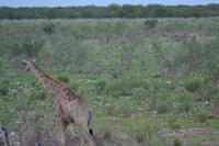 Tiere im Etosha Nationalpark (83)
