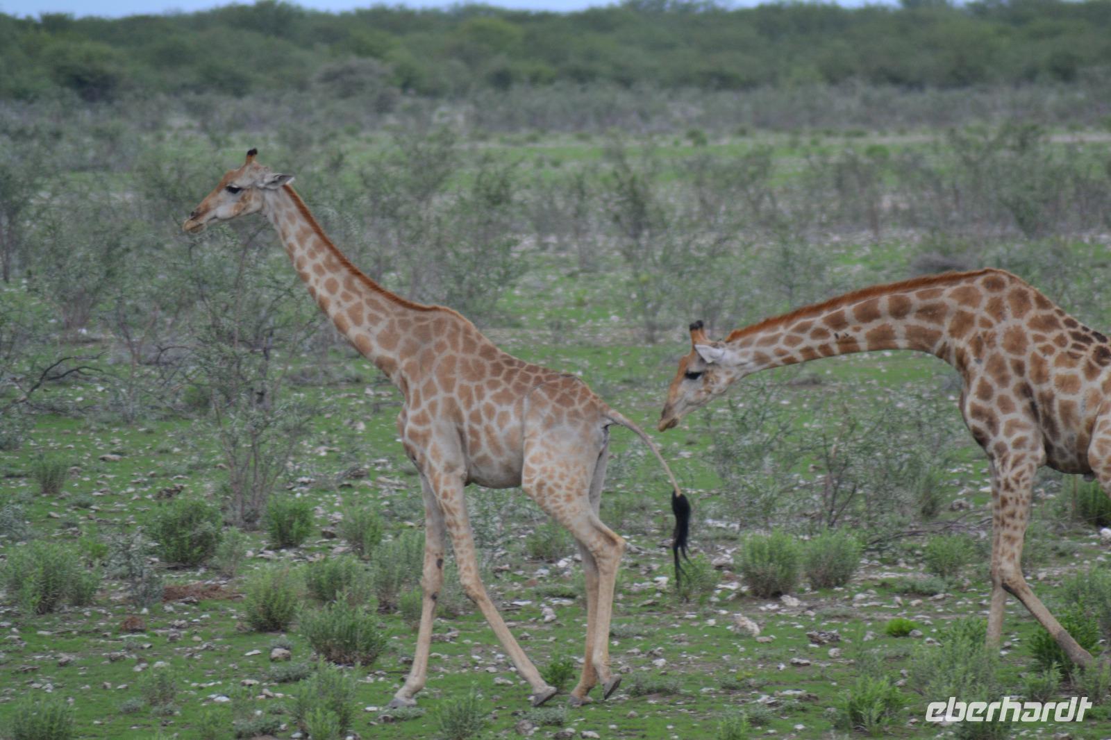 Tiere im Etosha Nationalpark (84)