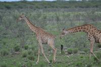 Tiere im Etosha Nationalpark (84)