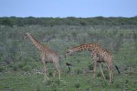 Tiere im Etosha Nationalpark (85)