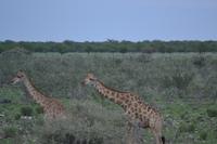 Tiere im Etosha Nationalpark (86)