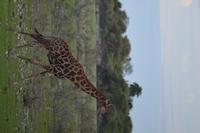 Tiere im Etosha Nationalpark (88)