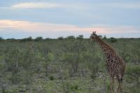 Tiere im Etosha Nationalpark (89)