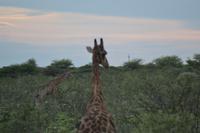 Tiere im Etosha Nationalpark (90)