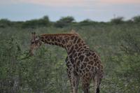 Tiere im Etosha Nationalpark (91)