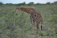 Tiere im Etosha Nationalpark (92)