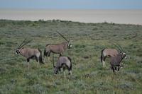 Tiere im Etosha Nationalpark (95)
