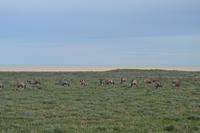 Tiere im Etosha Nationalpark (96)