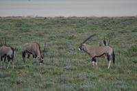 Tiere im Etosha Nationalpark (97)