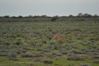 Tiere im Etosha Nationalpark (98)