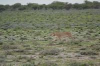 Tiere im Etosha Nationalpark (100)