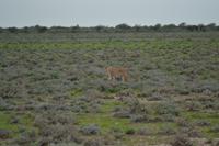 Tiere im Etosha Nationalpark (101)
