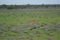 Tiere im Etosha Nationalpark (102)