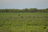 Tiere im Etosha Nationalpark (103)