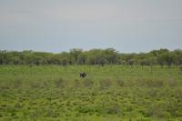 Tiere im Etosha Nationalpark (104)