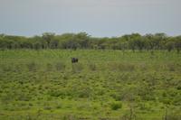 Tiere im Etosha Nationalpark (105)