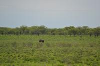 Tiere im Etosha Nationalpark (106)