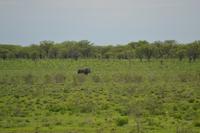 Tiere im Etosha Nationalpark (107)