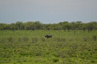 Tiere im Etosha Nationalpark (108)