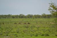Tiere im Etosha Nationalpark (109)