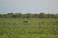 Tiere im Etosha Nationalpark (110)