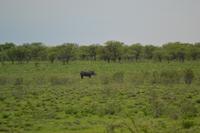 Tiere im Etosha Nationalpark (111)