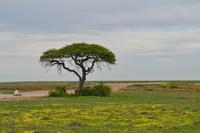 Tiere im Etosha Nationalpark (112)