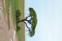 Tiere im Etosha Nationalpark (113)