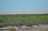 Tiere im Etosha Nationalpark (115)
