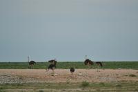 Tiere im Etosha Nationalpark (116)