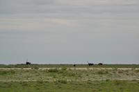 Tiere im Etosha Nationalpark (117)