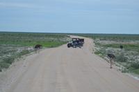 Tiere im Etosha Nationalpark (118)