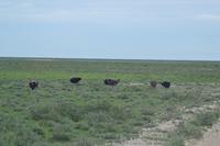 Tiere im Etosha Nationalpark (119)